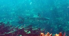 Reef Shark (5 feet)