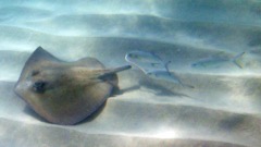 Beach right Southern Stingray, White Grunts and sand eel (in their mouths)