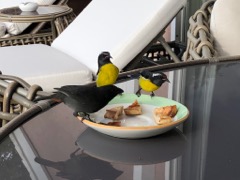 Bird Breakfast!