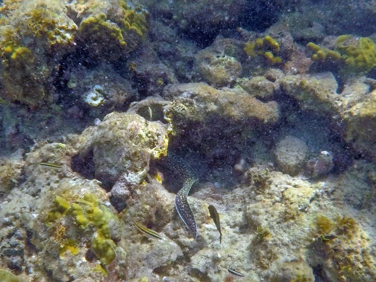 Rocks left of beach - Spotted Moray Eel (12