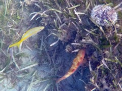 Beach central Spotted Goatfish (7