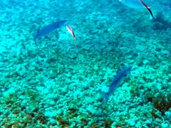 Reef - Great Barracuda