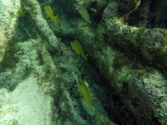 Reef Ceasar Grunt (8