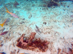 Reef Common Octopus