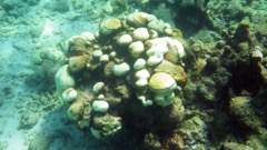 Reef Dying coral head