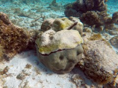 Reef Dying Coralhead
