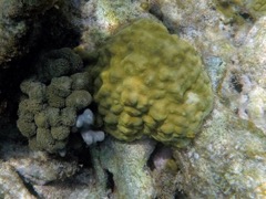 Reef Ten-Ray star coral & Mustard Coral