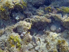 Rocks left of beach - Spotted Moray Eel (12