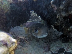 Rocks left of beach Pocupinefish 