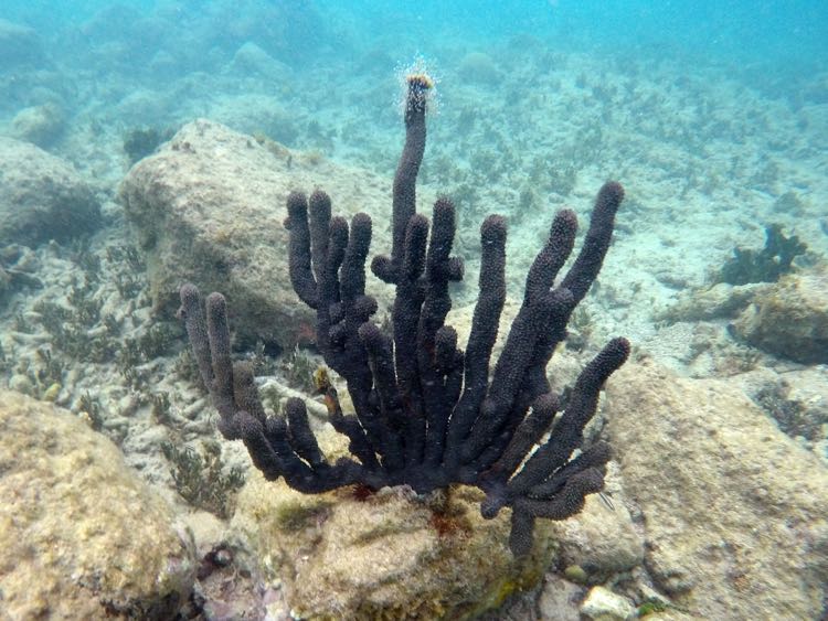 Black Sea Rod Coral