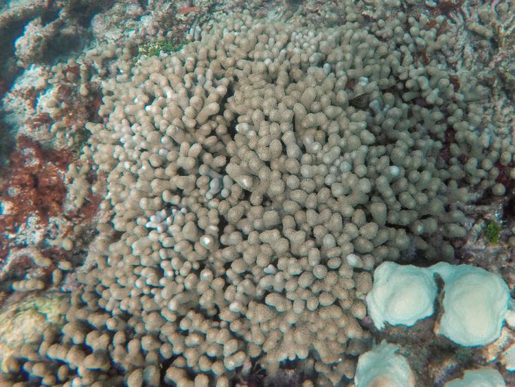 Branching Finger Coral
