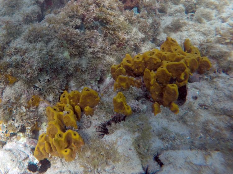 Brown Clustered Tube Sponge