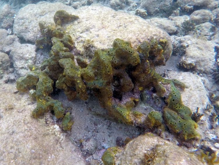 Brown Encrusting Octopus Sponge
