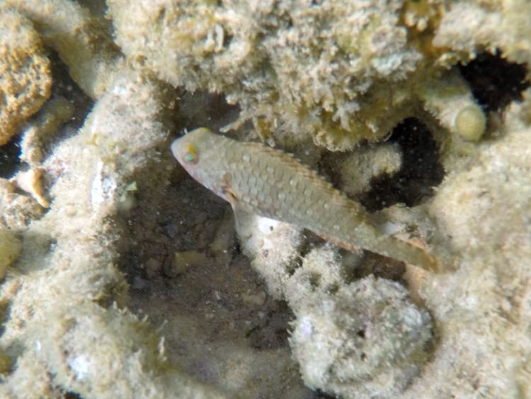 Greensplotch Parrotfish Juvenile (2