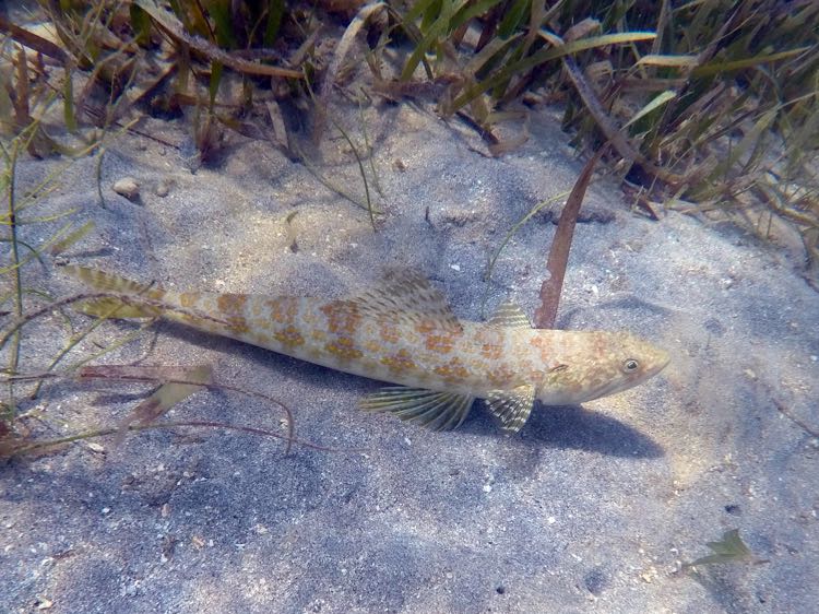 Inshore Lizardfish (12