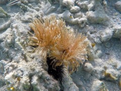 Magnificent Featherduster Worm