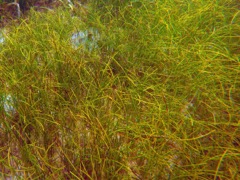 Manatee Grass (Syringodium filiforme)