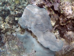 Mountainous Star Coral