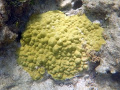 Mustardhill Coral