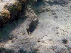 Ocean Surgeonfish (3