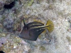 Orange-Spotted Filefish (6