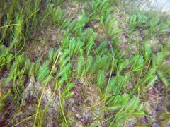 Paddle Grass (Halophila decipiens)