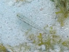 Pallid Goby (2