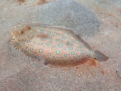 Peacock Flounder (8
