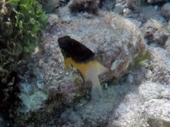 Bicolor Danselfish (1.5