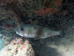 Pocupinefish (12