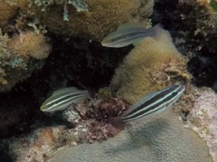 Princess Parrotfish Juvenile (3