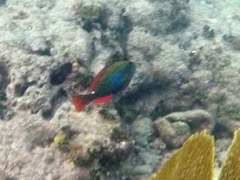 Redband Parrotfish Initial phase (6