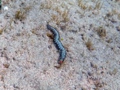 Scale Worm (4