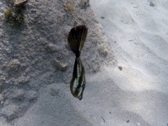 Scrawled Filefish Juvenile (3