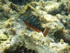 Stoplight Parrotfish initial Phase (8