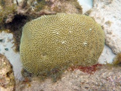 Symetriacal Brain Coral (36