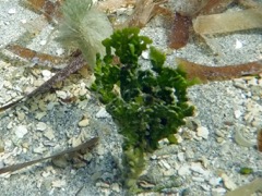 Three Finger Leaf Algae