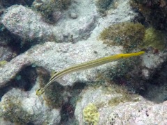 Trumpet fish (18