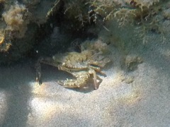 Blotched Swimming Crab (4