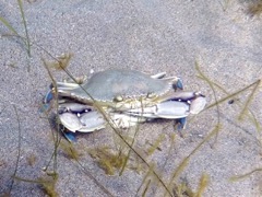 Blue Crab (4