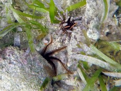 Blunt-Spined Brittle Star & Slate Pencil Urchin