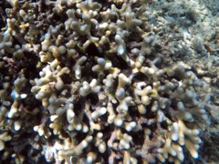 Branched Finger Coral