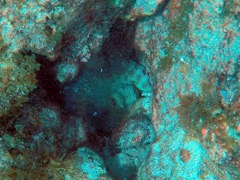 Caribbean Reef Octopus (Night feeder)