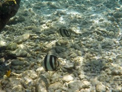 Banded Butterflyfish (4