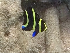 French angelfish Juvenile (1.5