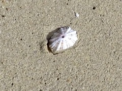Limpet Snail shell