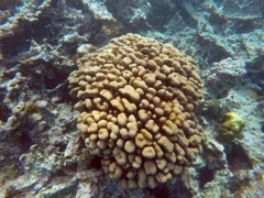 Lobed Star Coral
