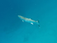 Great Barracuda (3' or 4')