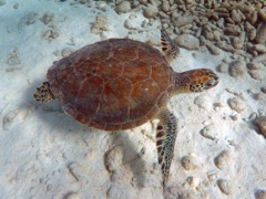 Green Sea Turtle (3')
