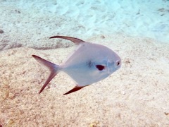 Permitfish (18